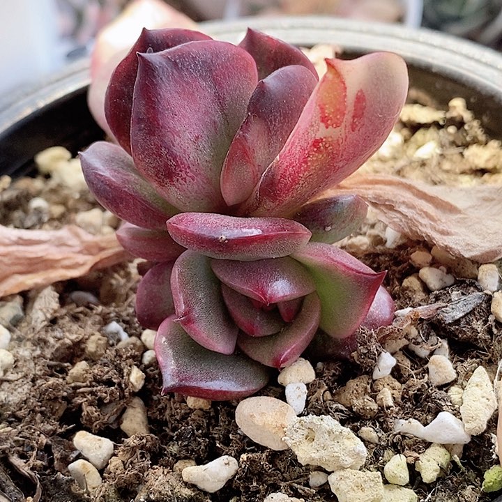 野马锦底座一物一拍，