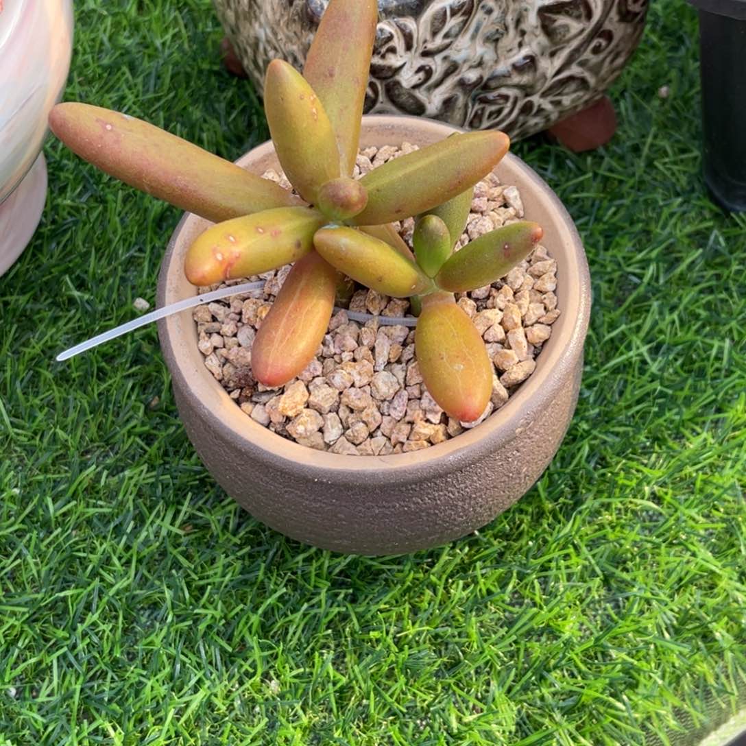 烨*椰，双头 寄养……姐