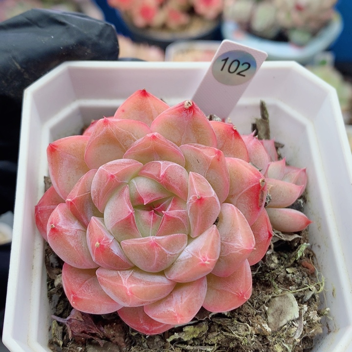 糖心58包邮  群生不包整102