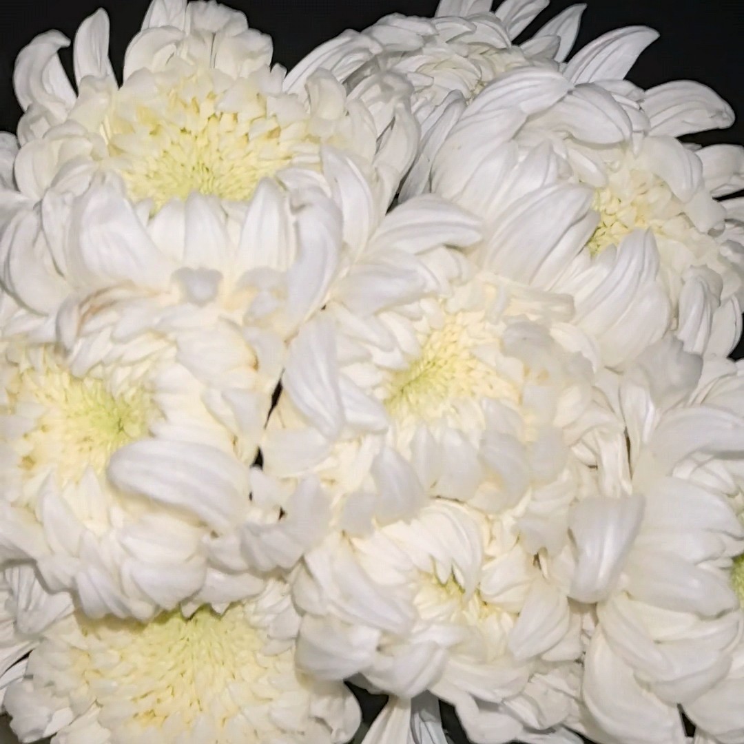 江苏黄白菊  现采鲜切花 现采直发（散只）