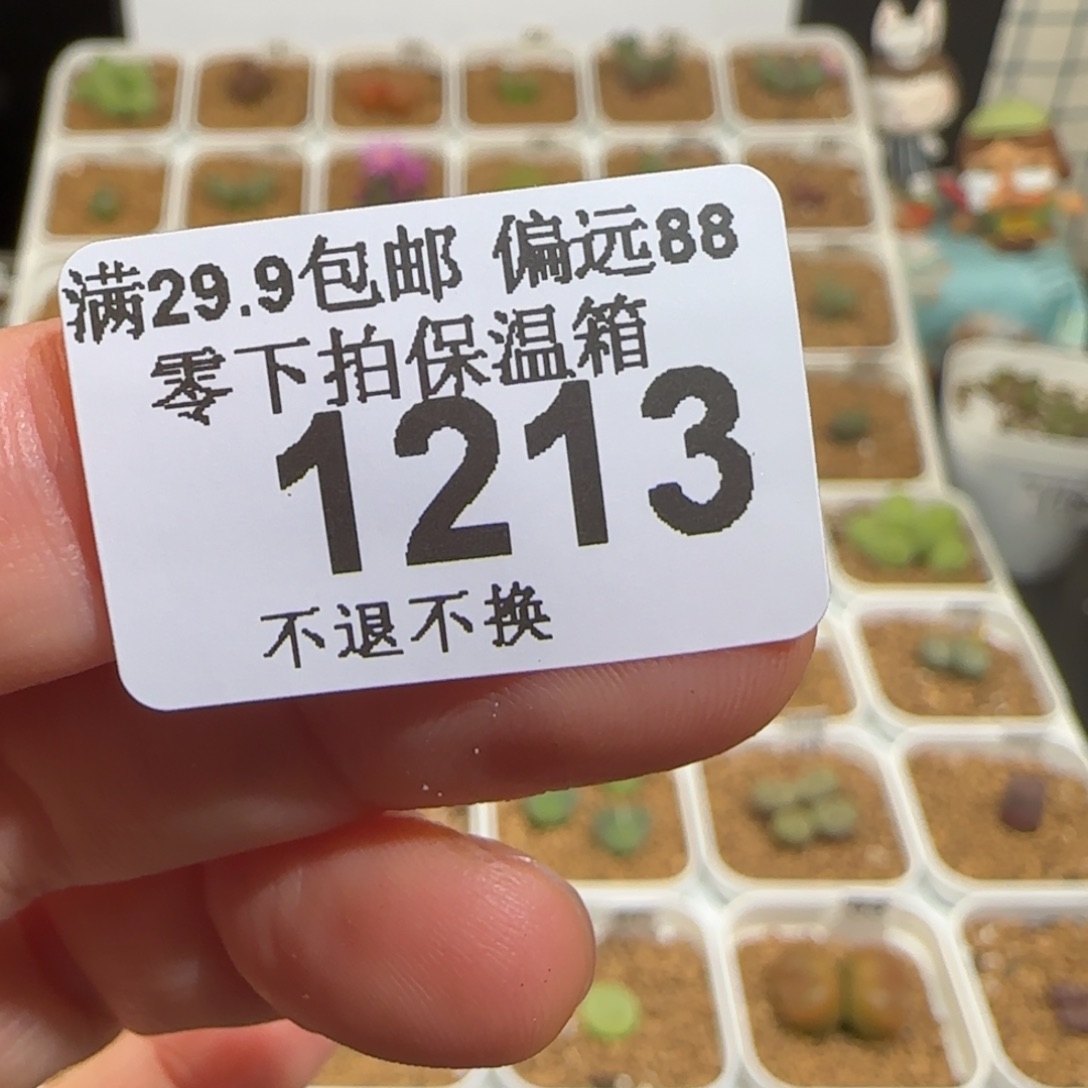 、****肉锥多肉植物组合-1213