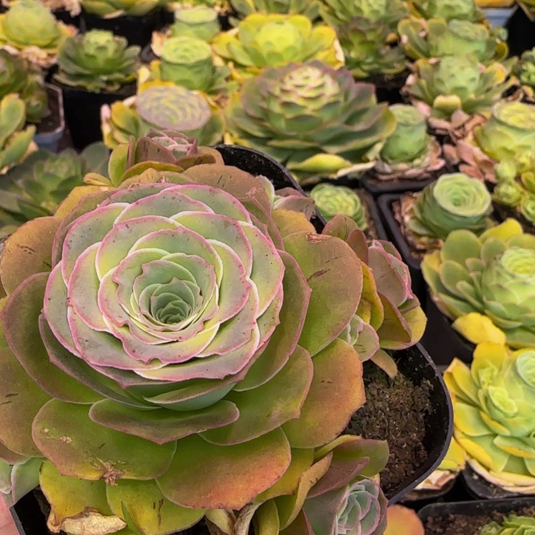 捧花1434343538673738383