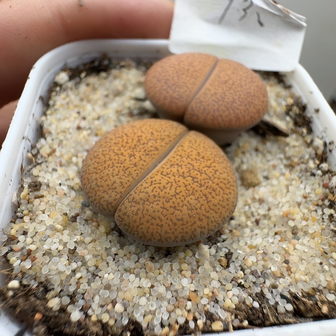 130多肉哈哈哈哈哈哈哈哈