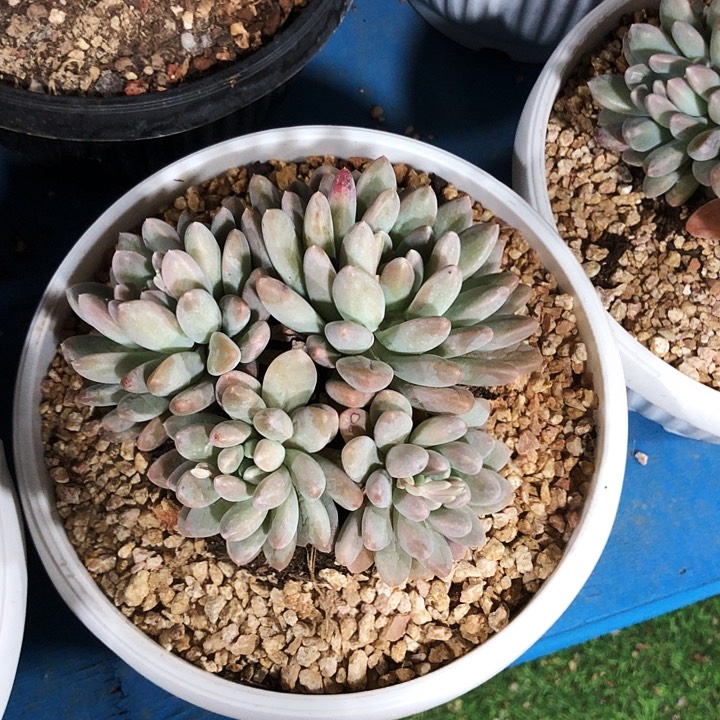 奶糖美人多肉植物