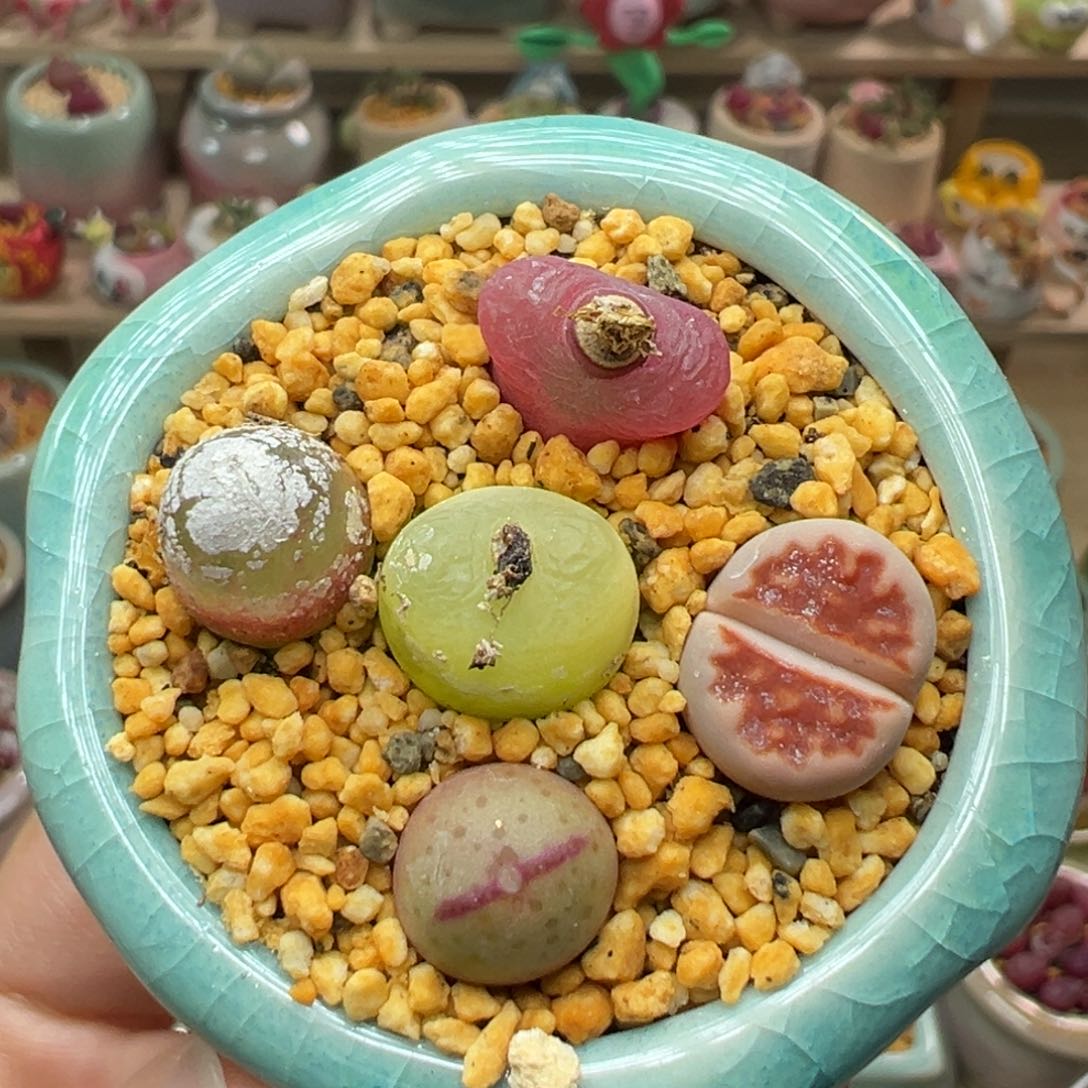 多肉植物37号拼盘