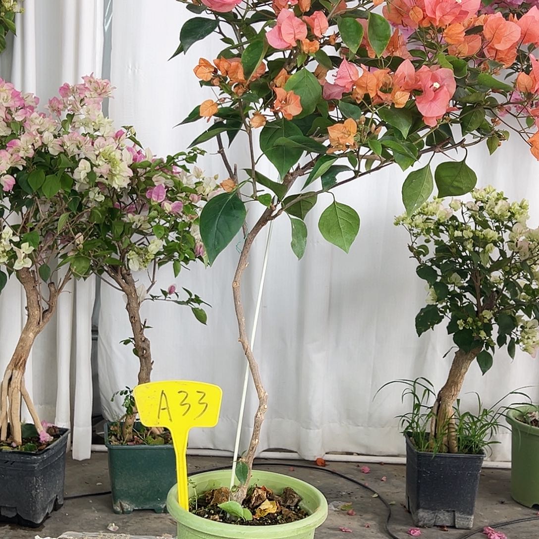 岁***✧大部分花苞少量开放A33波妹