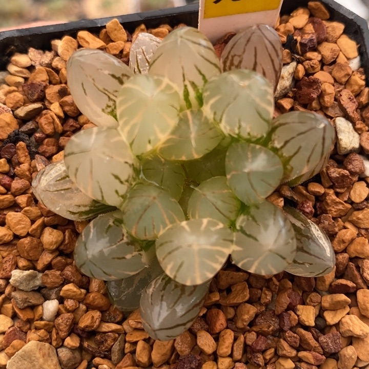 469号霓虹灯玉露锦多肉植物