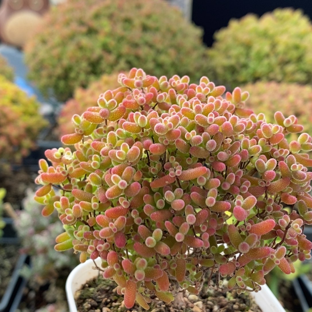 蜜橘糖球3017枝干番杏