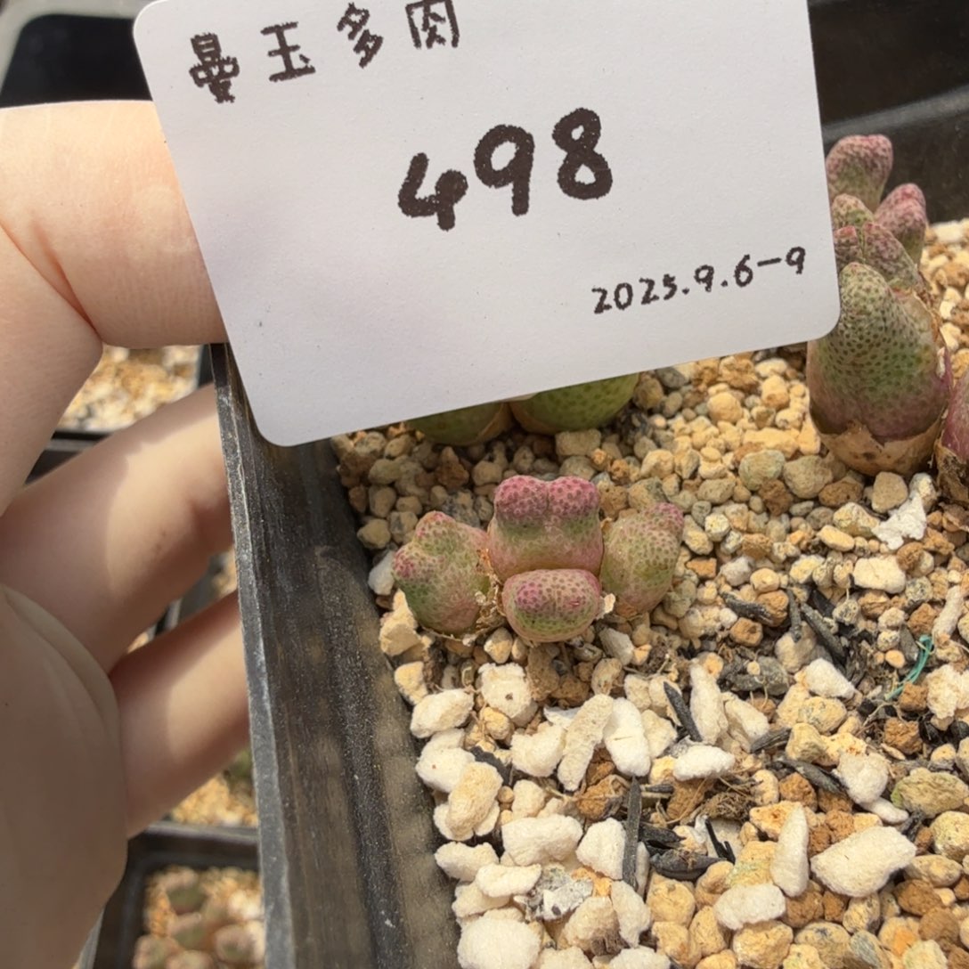 调***球多肉多肉多肉9-498