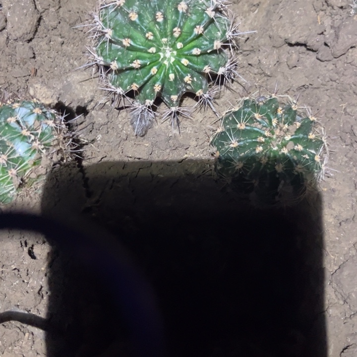 三只左耳 29号 彩草