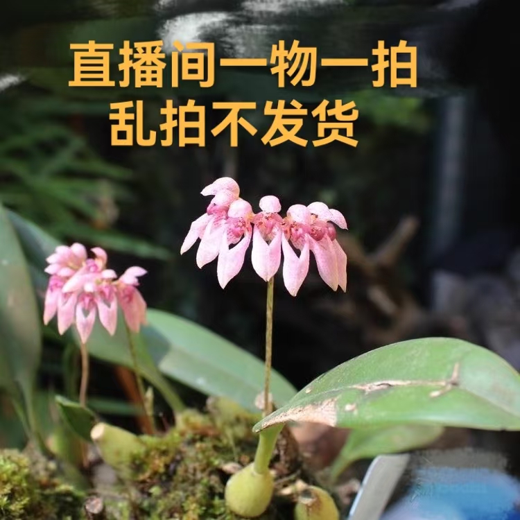 各类石豆兰直播间一物一拍乱拍不发货花