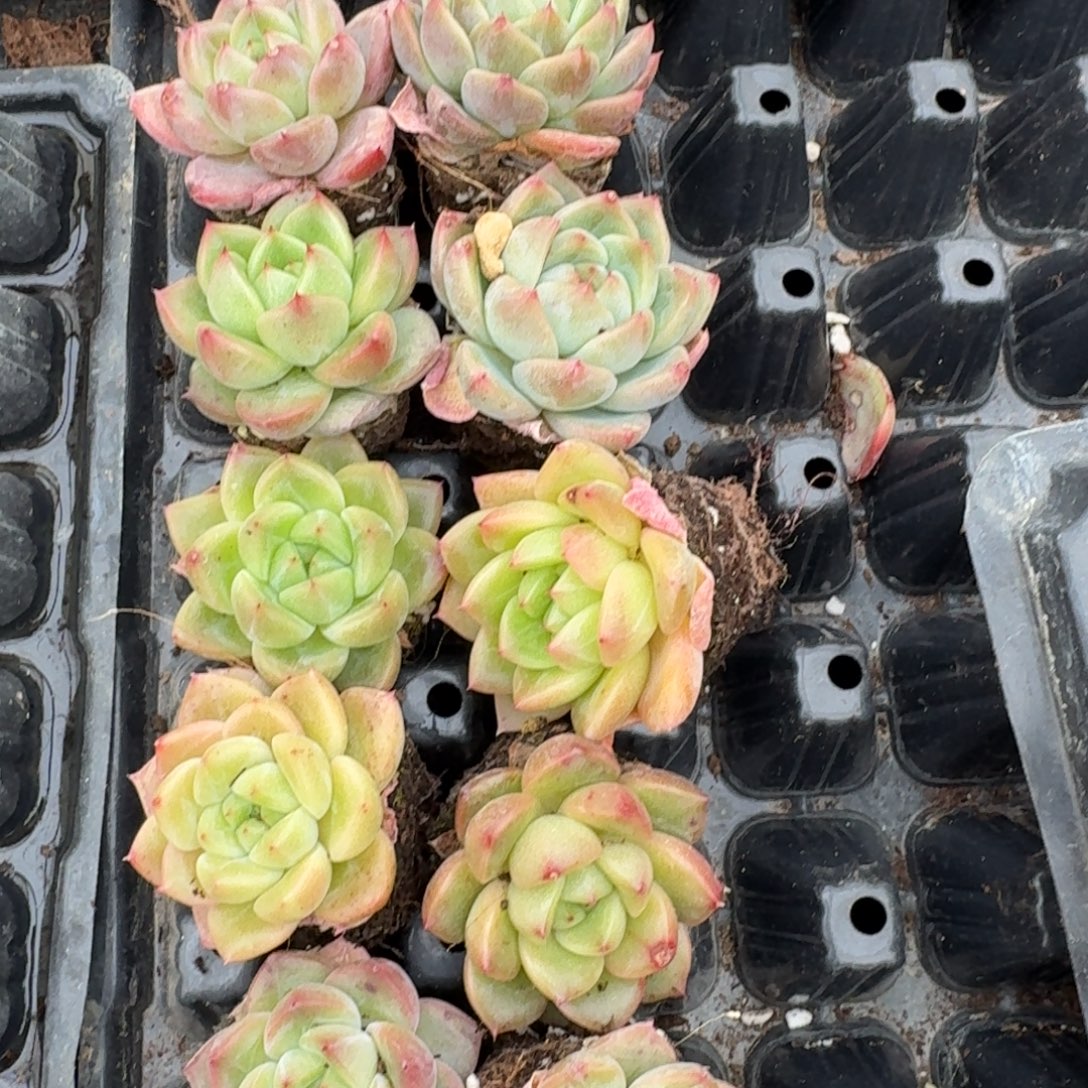 18-19冰玉杂交万宝龙类十棵量拍