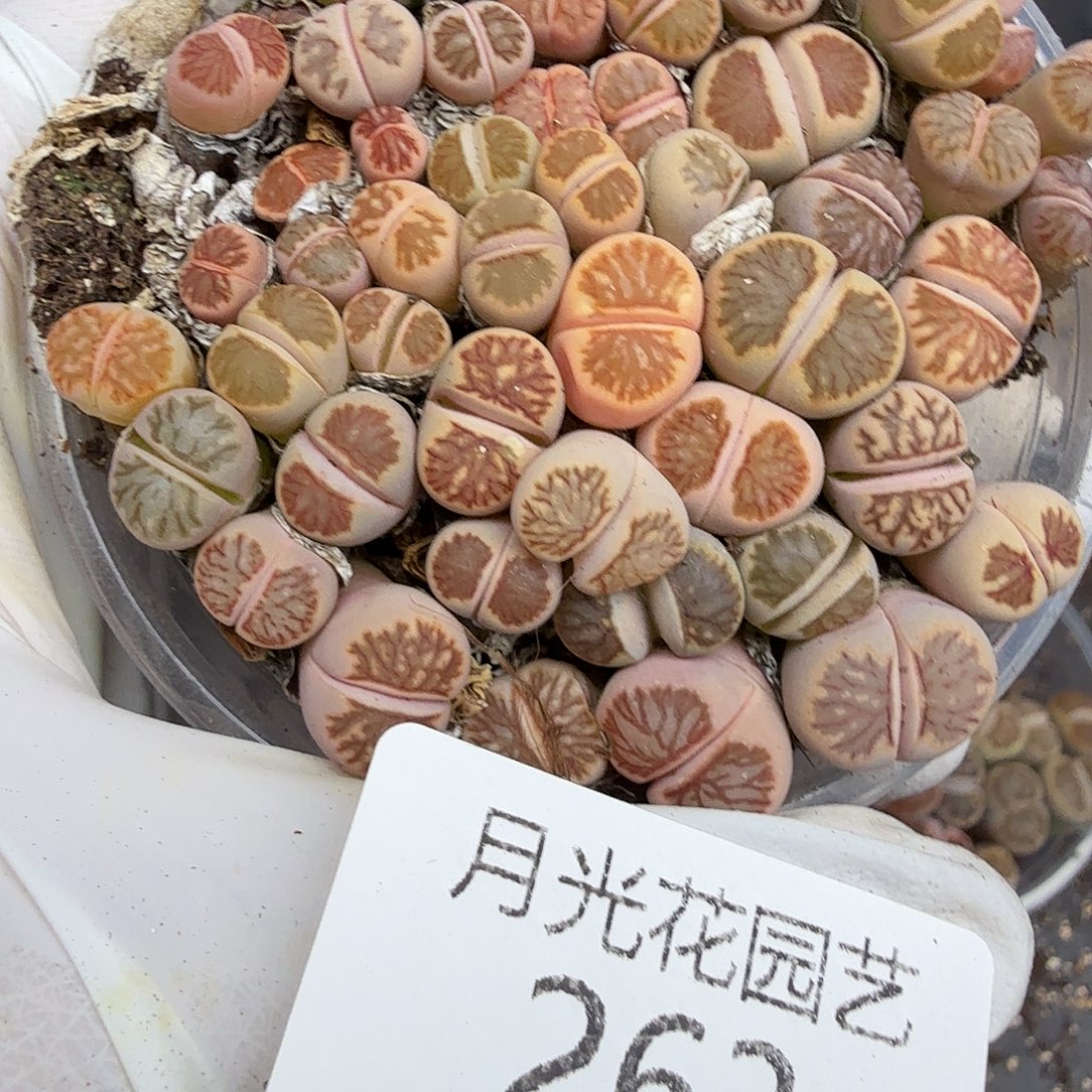哈哈这才刚看到这两人啊263
