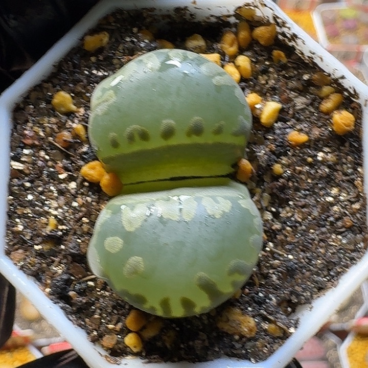 生石花3:：：：。  28号