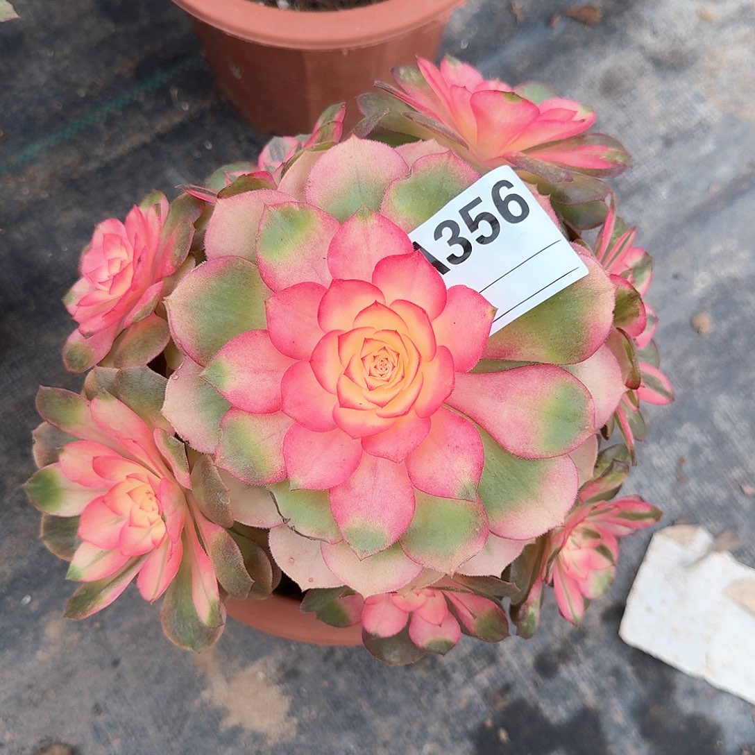 荔枝多肉法师aaa356