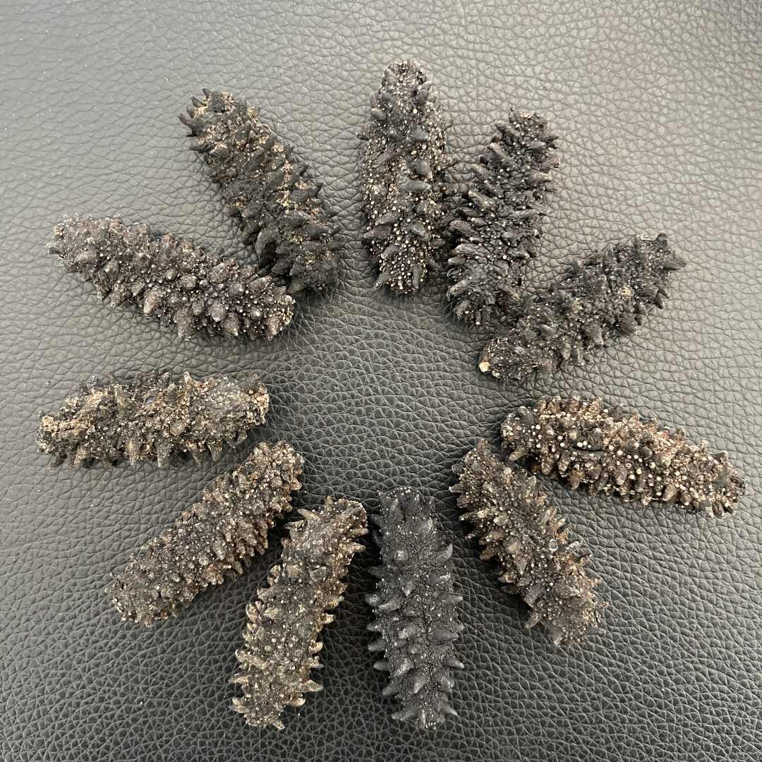 【俄罗斯足干二红】海参崴纯淡干海参 海参高货 红刺参