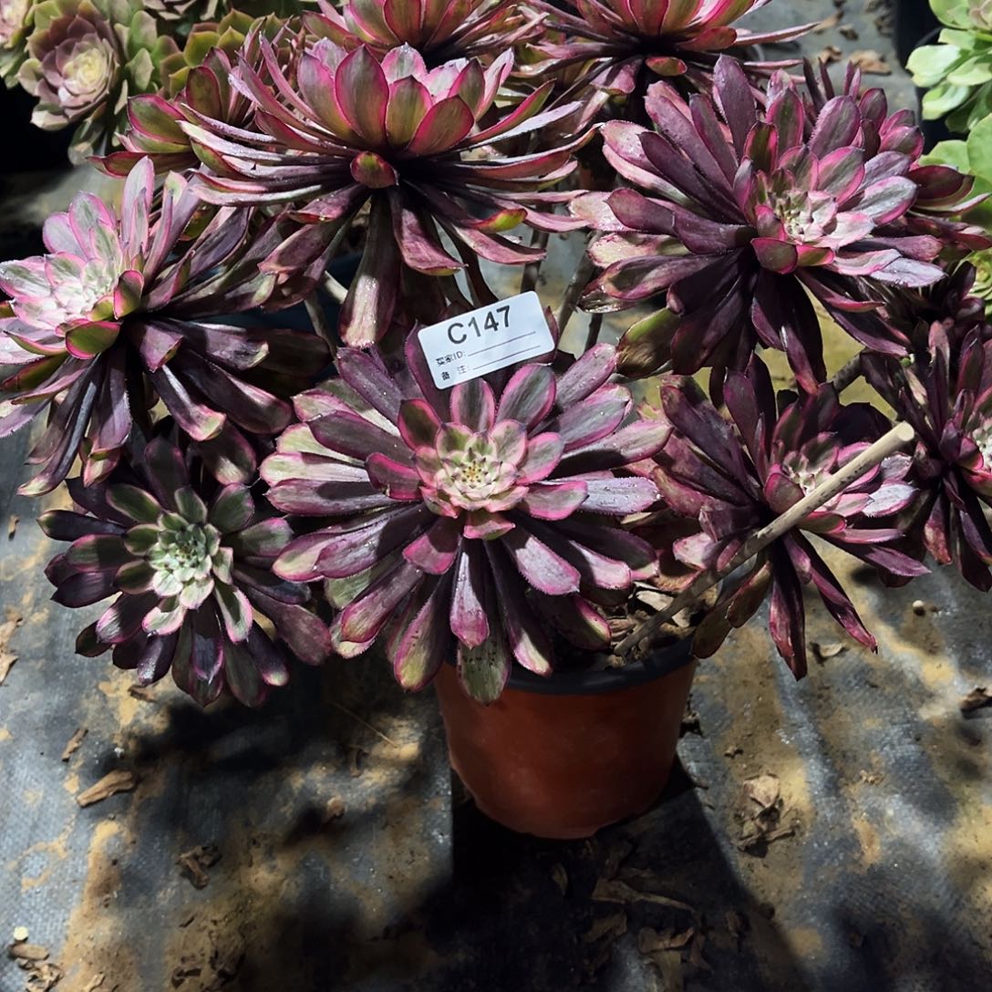 完全开放多肉植物147紫霞