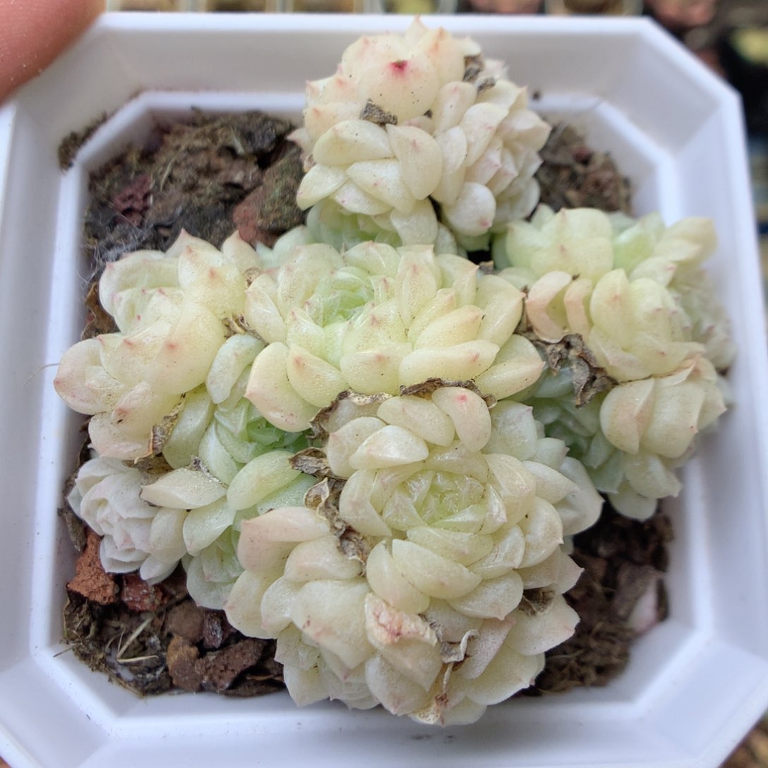 G91 ，20包邮两天凑单偏远地区不发货