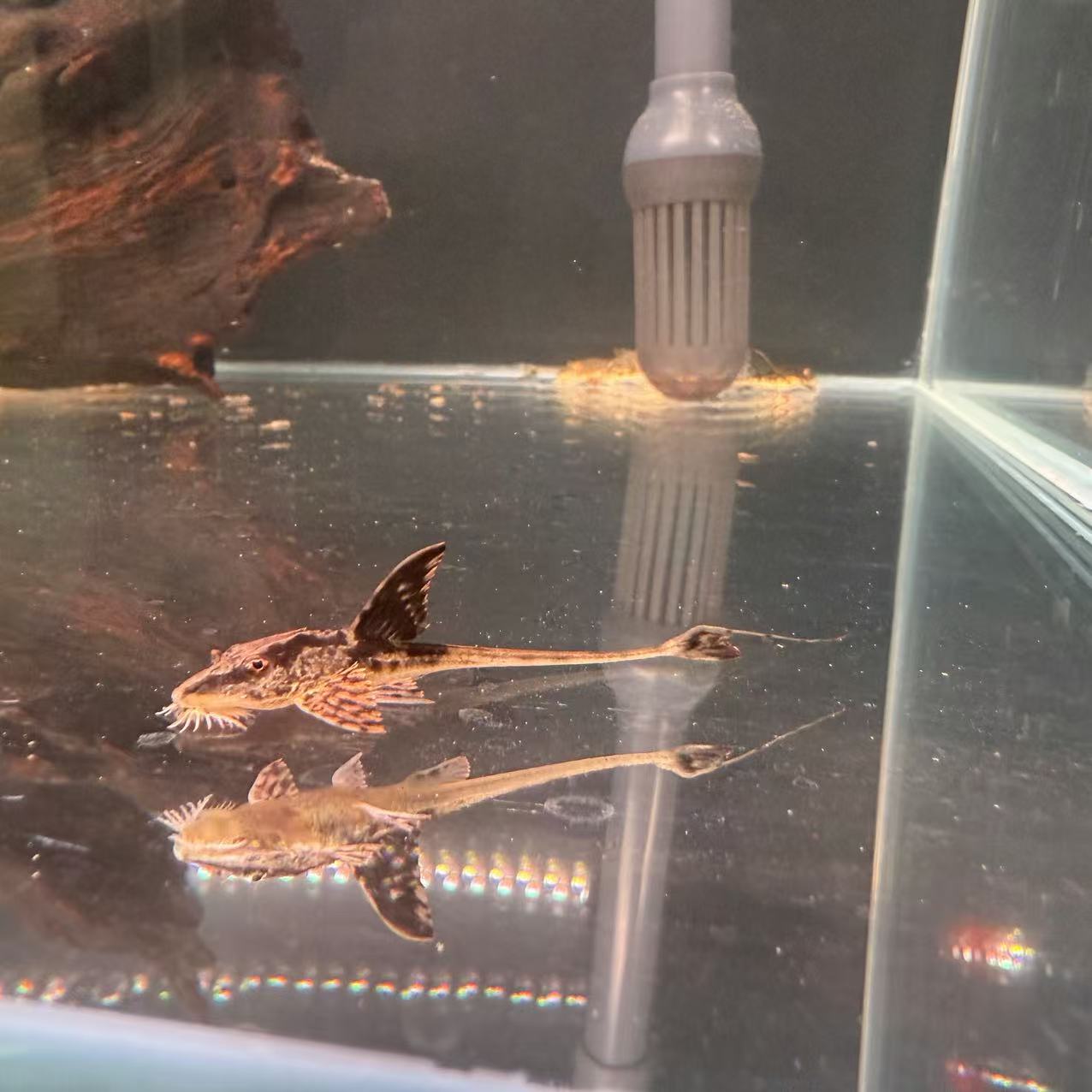 黑魔神直升机底栖鱼异型鱼