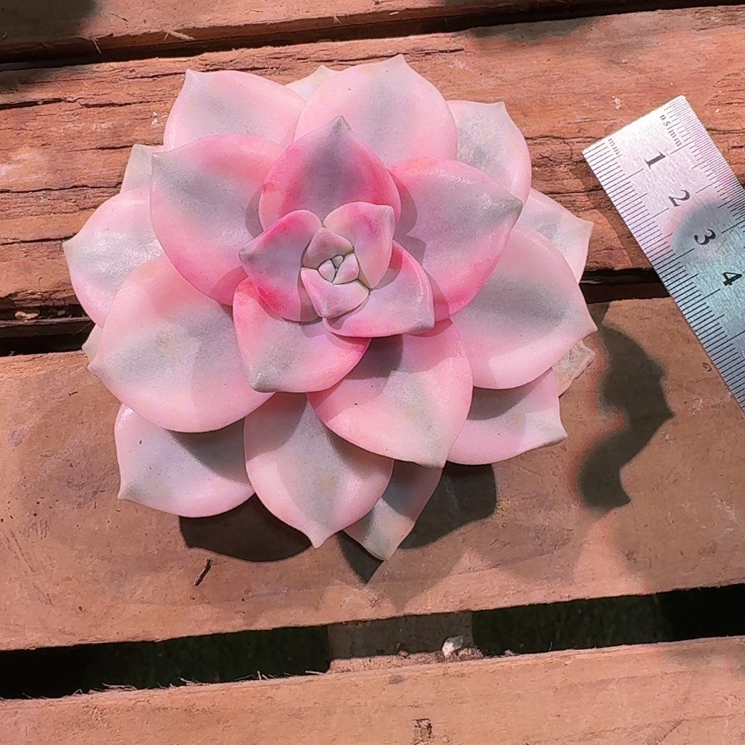 宫***叶紫乐锦多肉多肉多肉