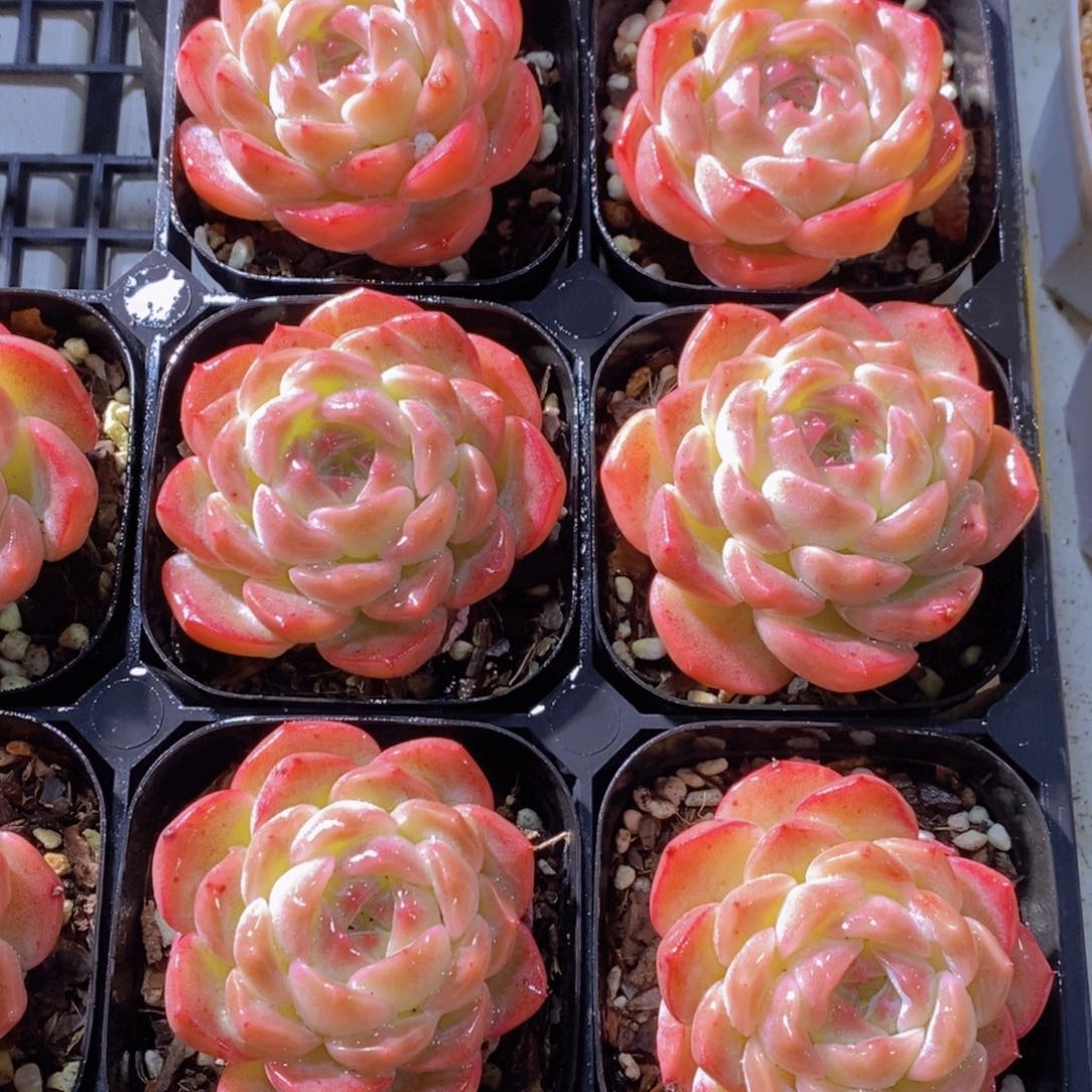 1127-16-精品果冻粉冰魄单头一个