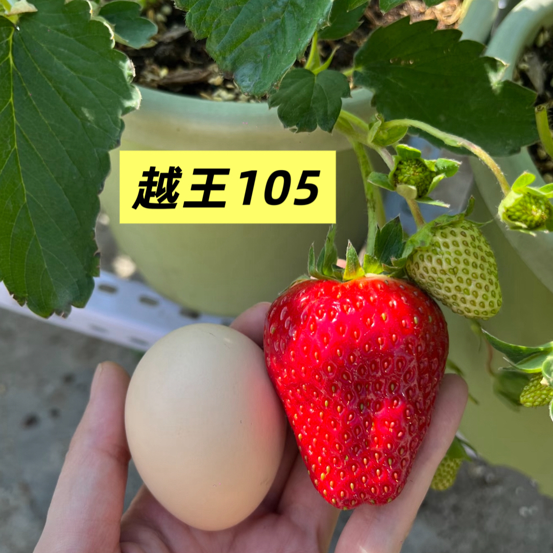 【越王】大果原盆原土南北盆栽阳台庭院草莓苗甜糯糯专享