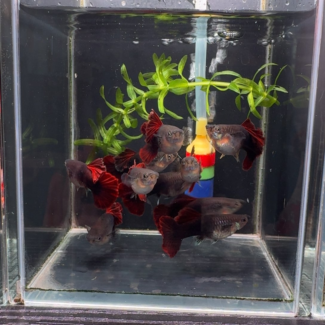 孔雀鱼折扇全母8➕2条备损福利