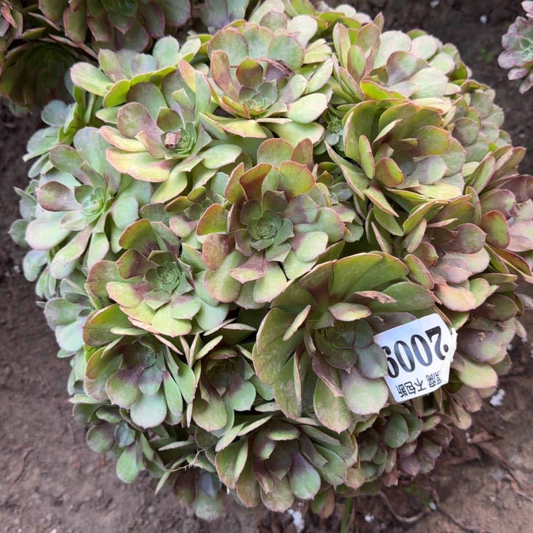 17-27法师万圣节2009