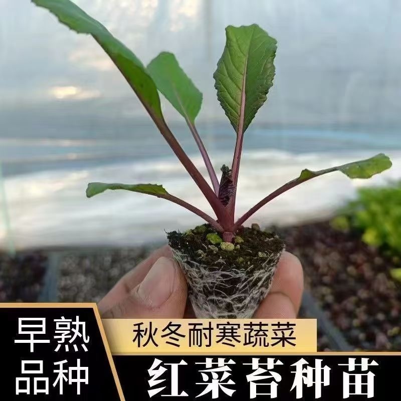 正宗小叶红菜苔秧苗带土发货秋冬耐寒可庭院多茬采收