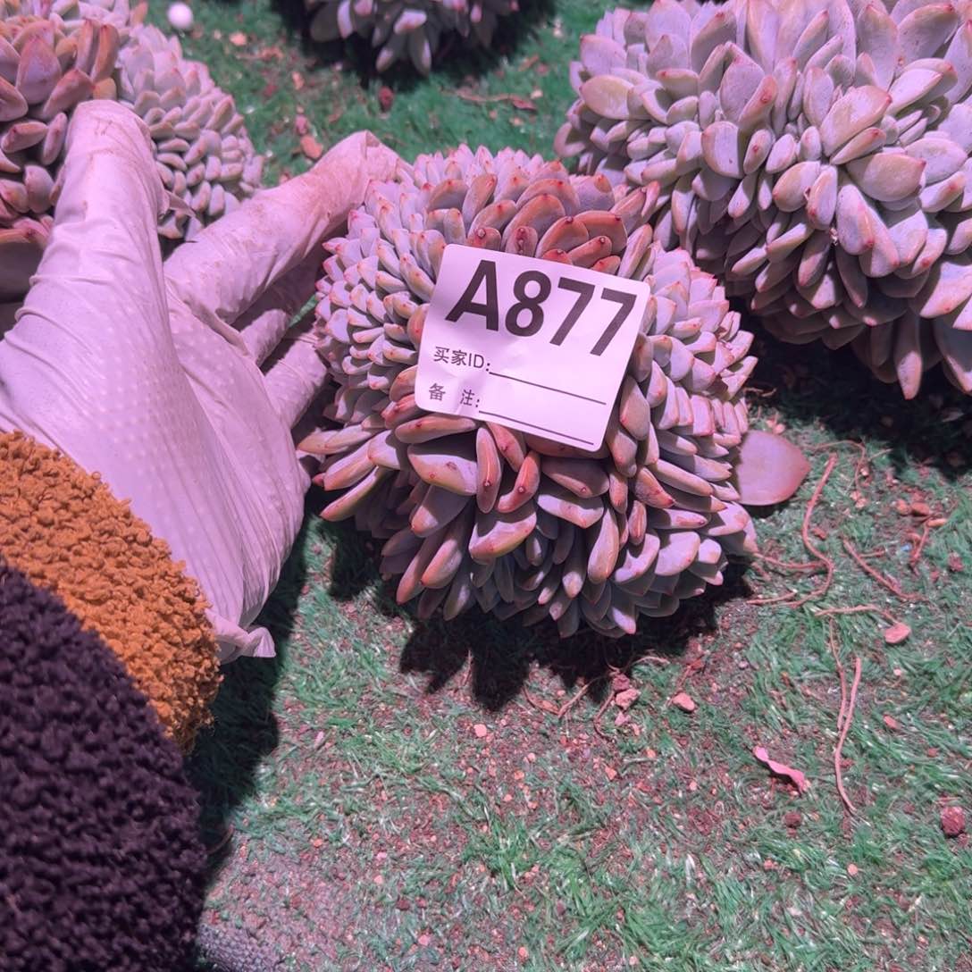 星影缀化福利呀呀