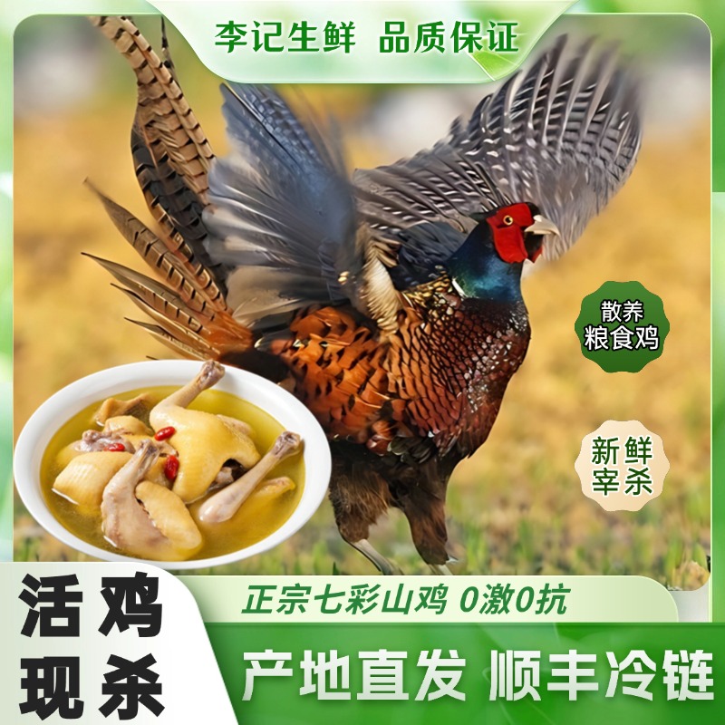 【次日到，一只装】2斤左右户外散养七彩山鸡新鲜宰杀顺丰冷链同城配送