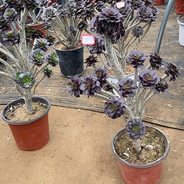 35，黑法师多肉法师有修枝多肉法师