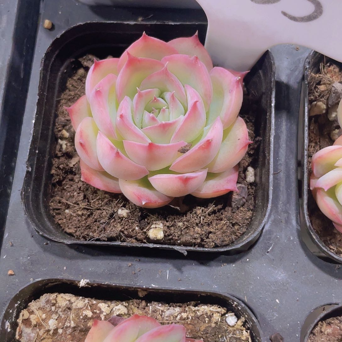 雪*侧影w035一物一拍