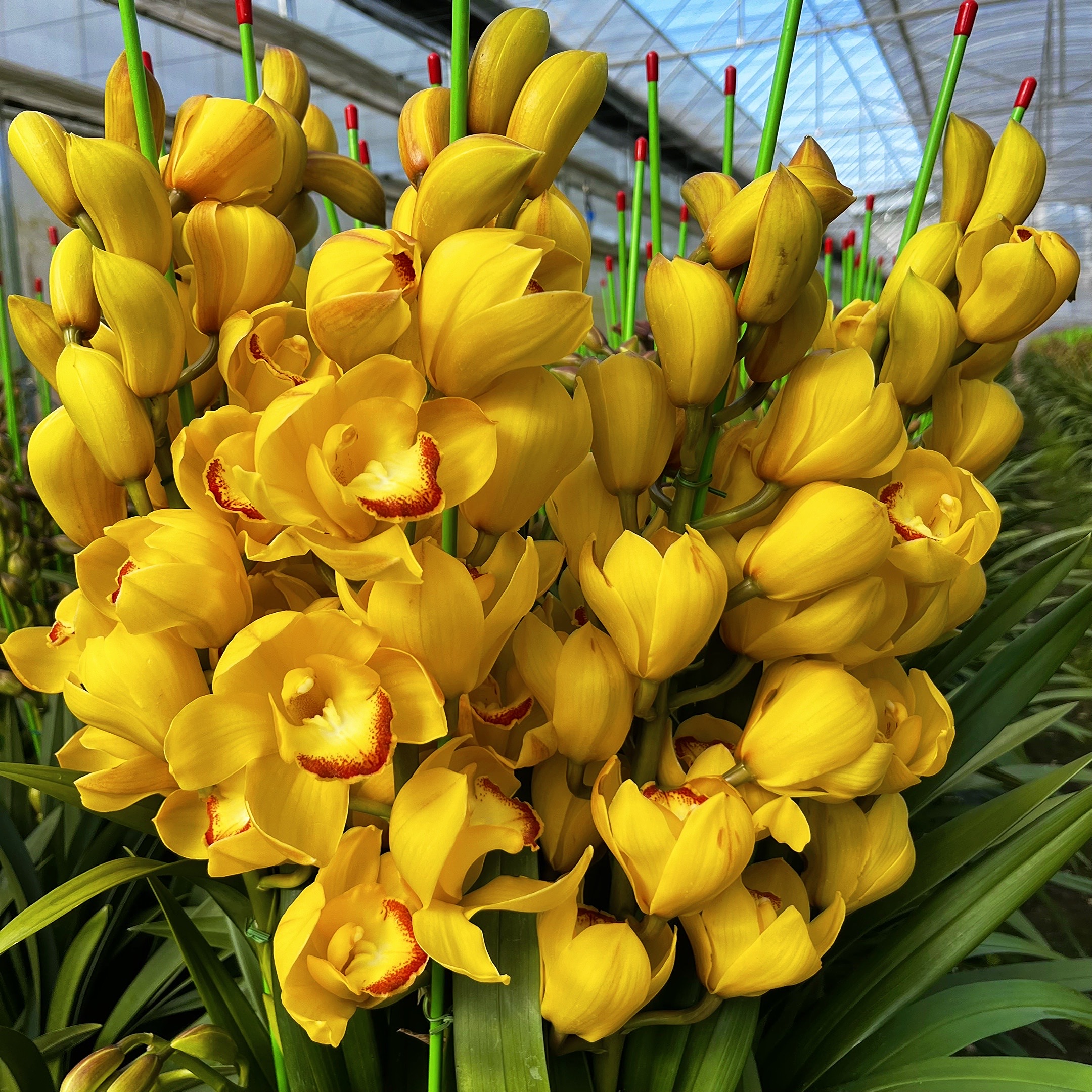 6花剑起《黄金岁月》云南兰花惠兰基地直发好养易活绿植盆栽年宵花