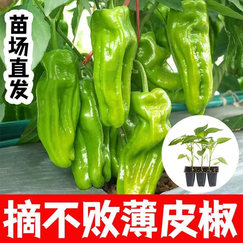 高产薄皮椒苗辣椒秧苗虎皮椒苗皱皮椒苗皮薄辣椒苗苏椒微辣青椒