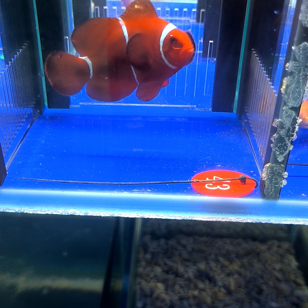 海水鱼透红9+/1-2-43