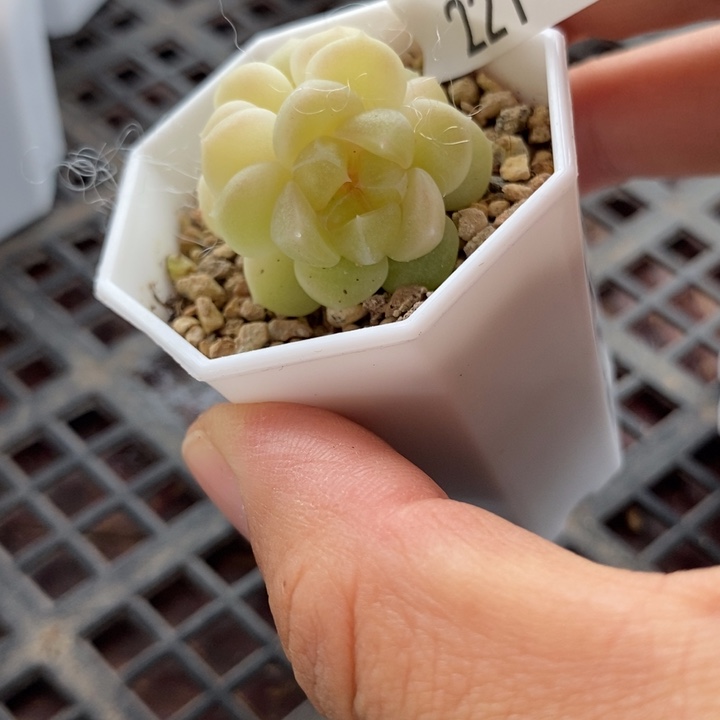 标221现金财富一个多肉