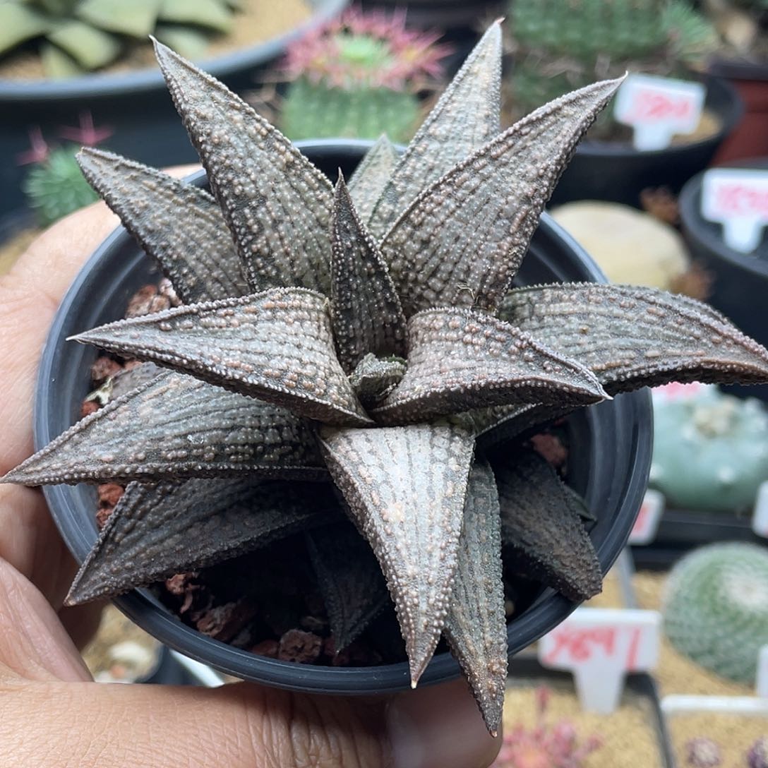 实生锦带桥 致远多肉