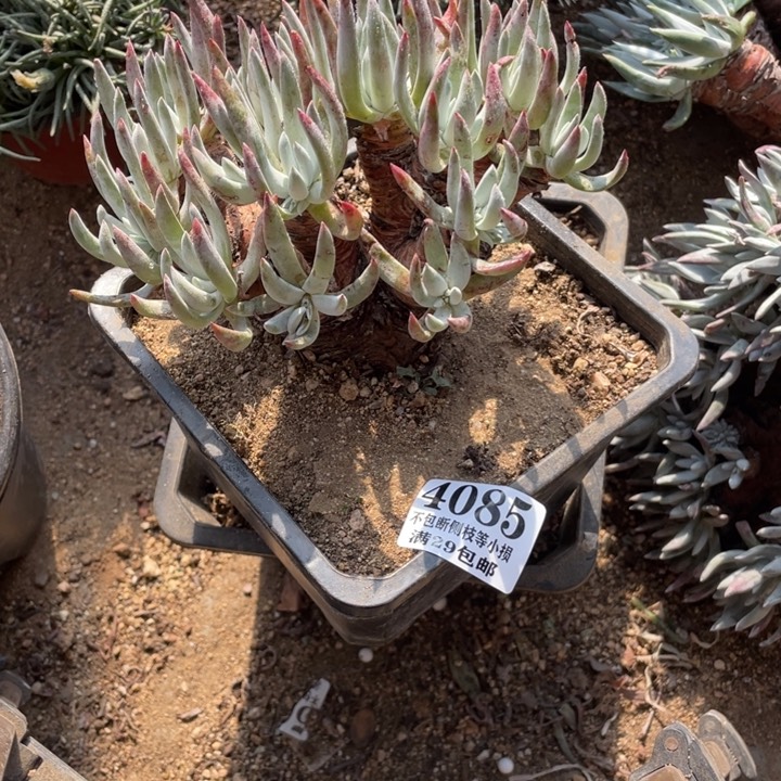 85号白鹭多肉植物