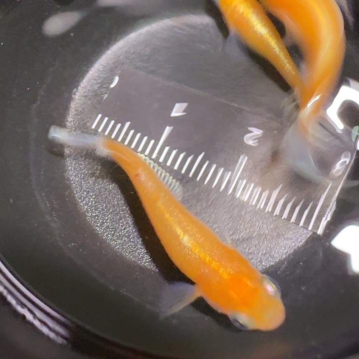 青鳉鱼一物一拍314