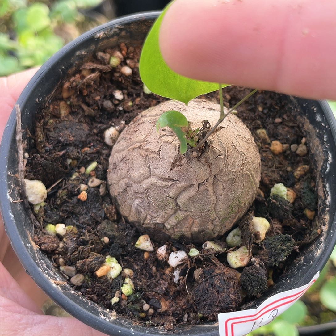 龟甲龙一物一拍138号