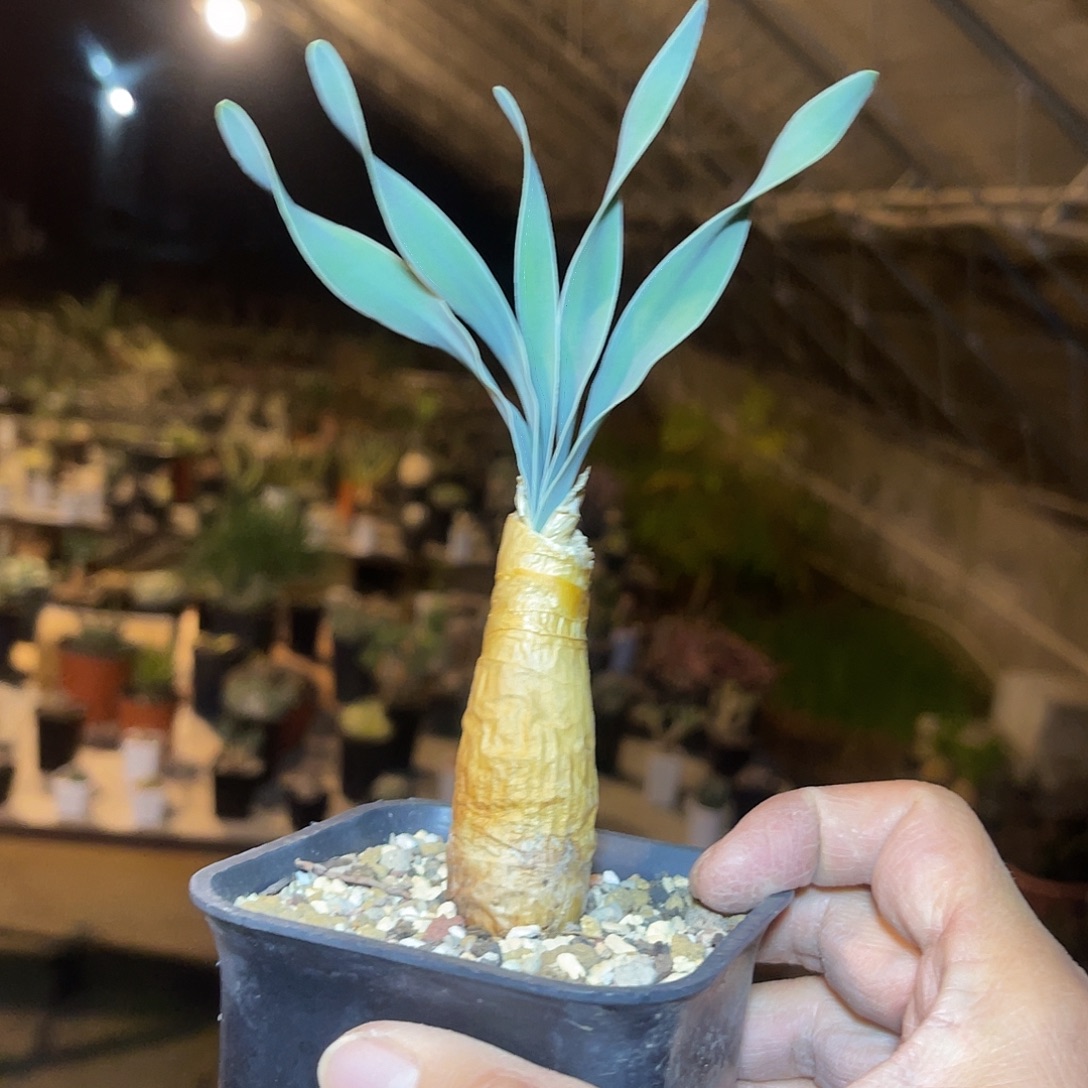 老家产地巨凤之卵