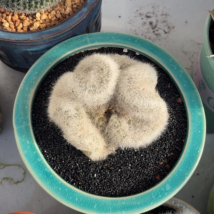 芳香丸缀仙人球123