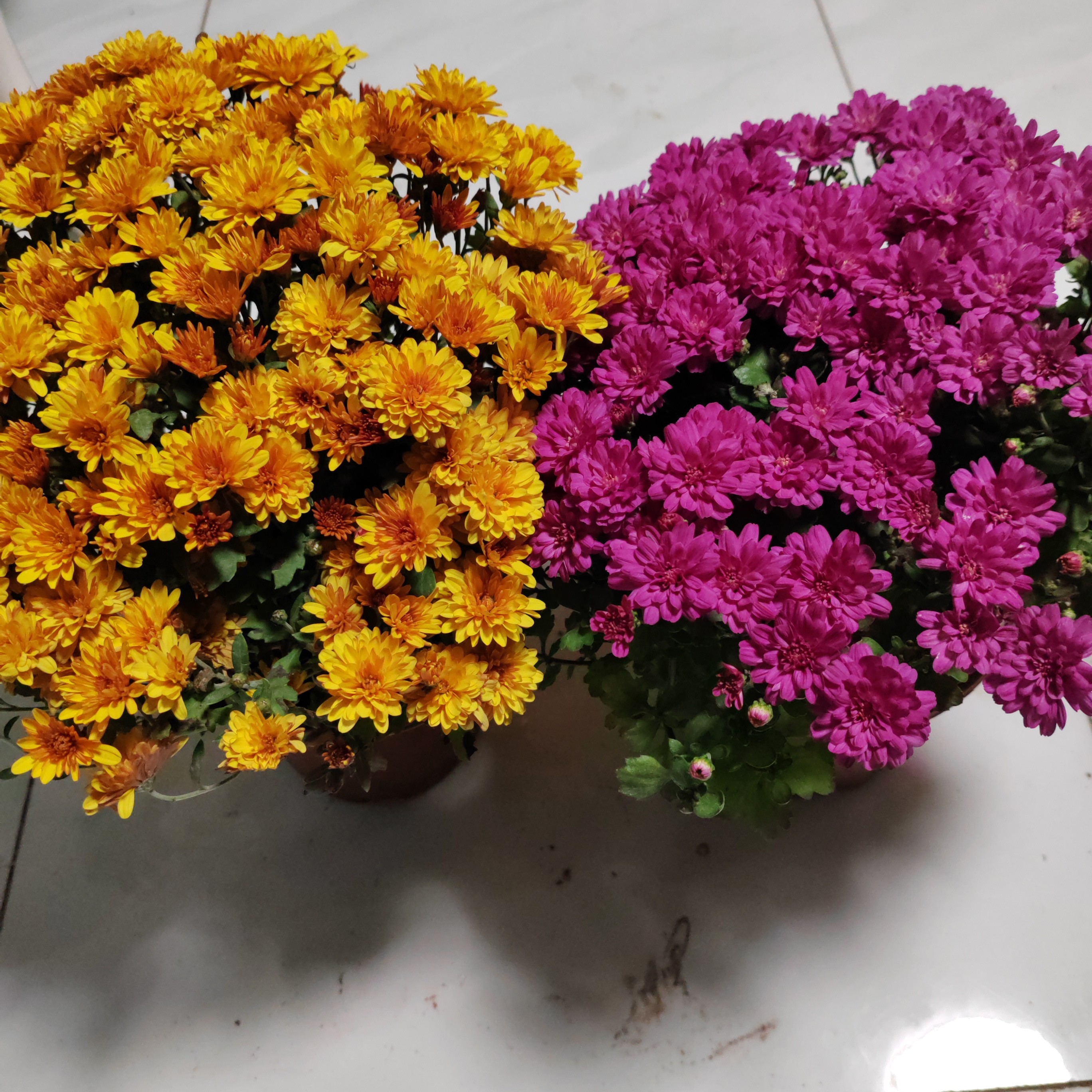 菊花大盆两盆包邮到家