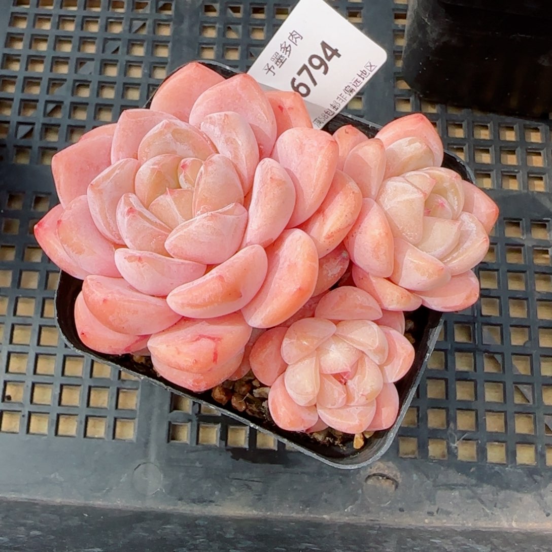 厚梦无砍，6794多肉