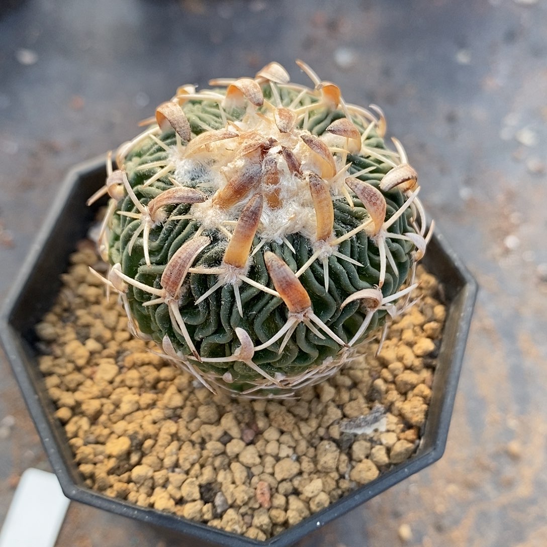 实生  粗刺太刀岚4公分左右一物一拍