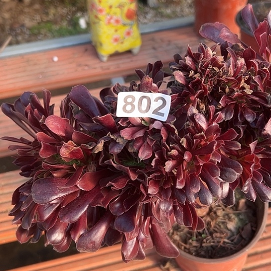 用***9多肉植物一个欧子802