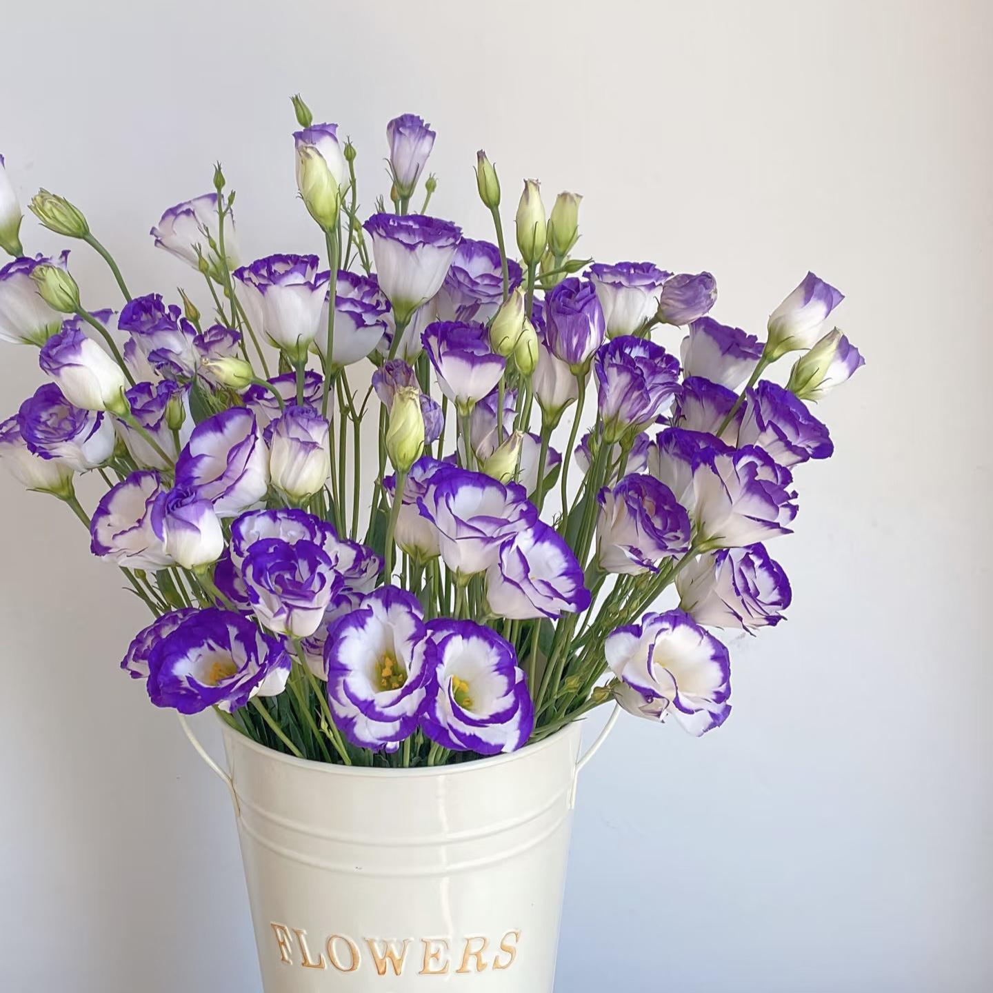 【紫边洋桔梗】全场同时拍满2单及以上包邮京东冷链