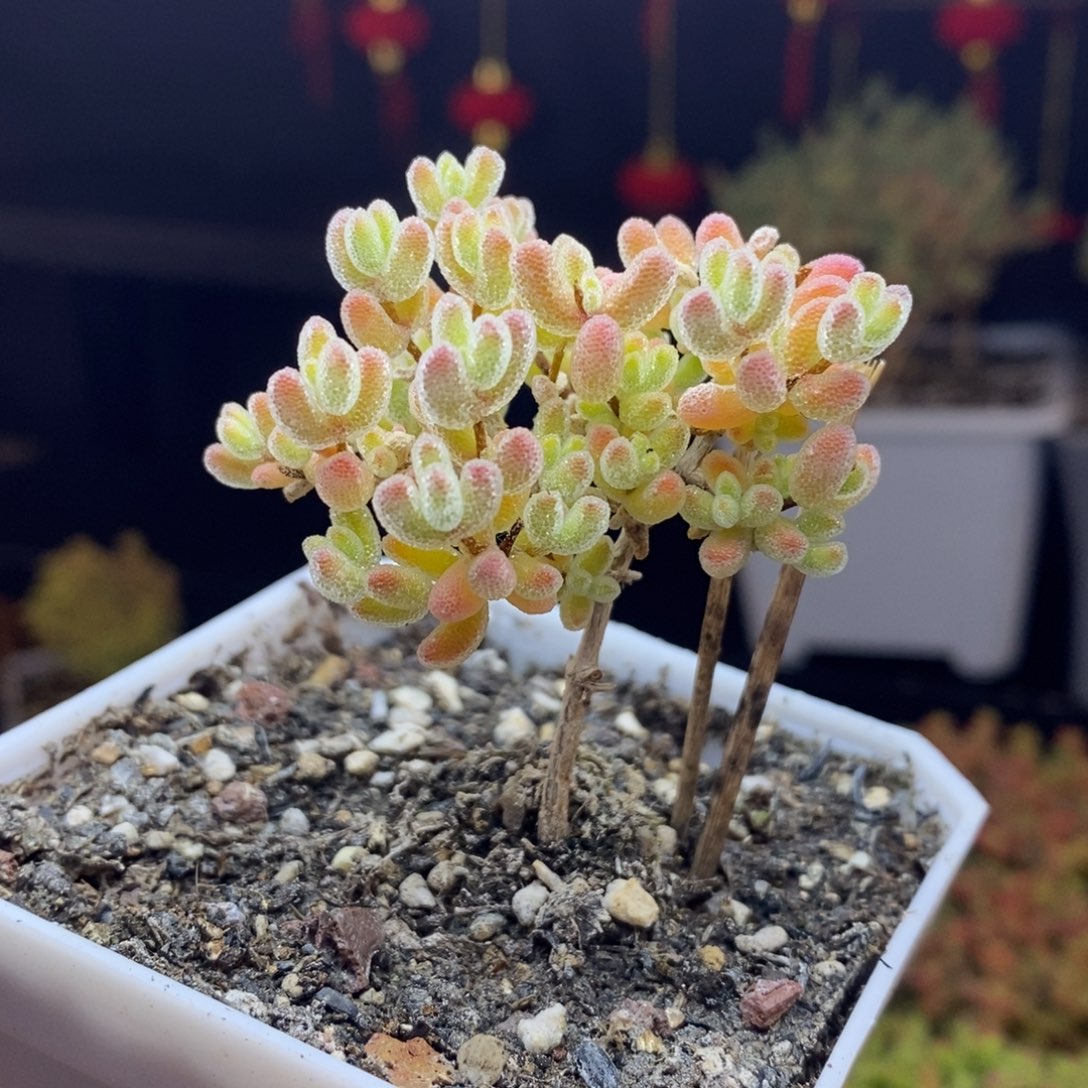 190号优选冰晶枝干