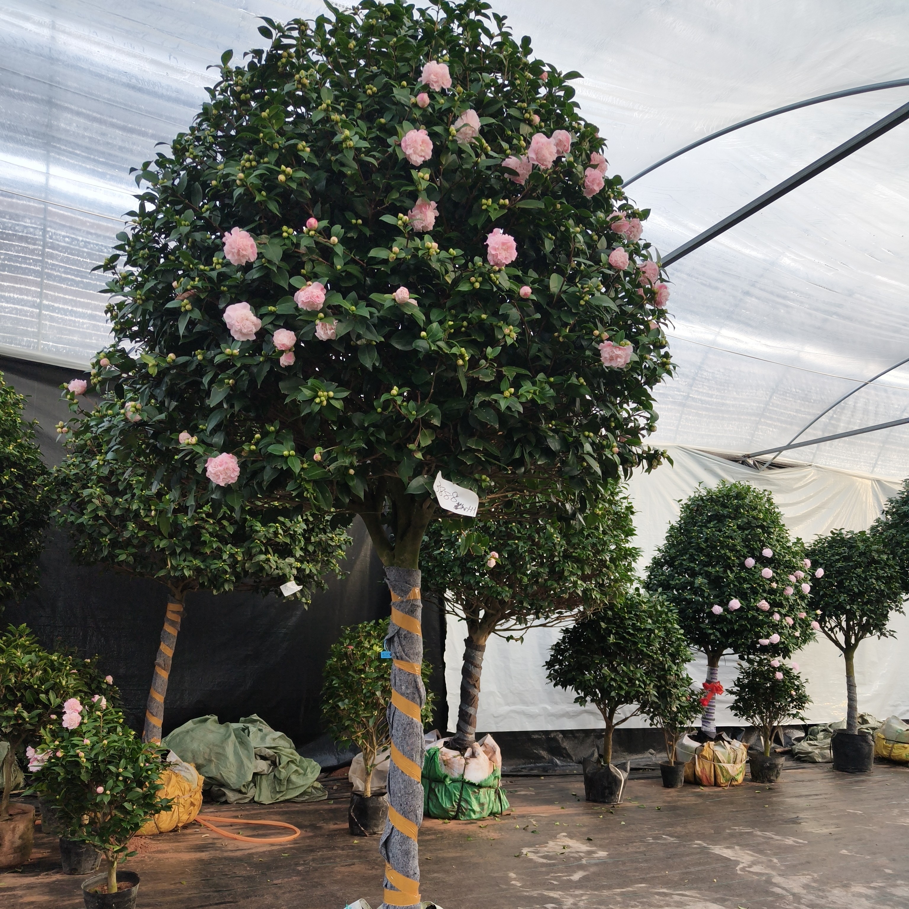 精品茶花树庭院香妃茶花红赤丹